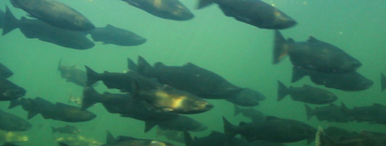 salmon swimming in deep water
